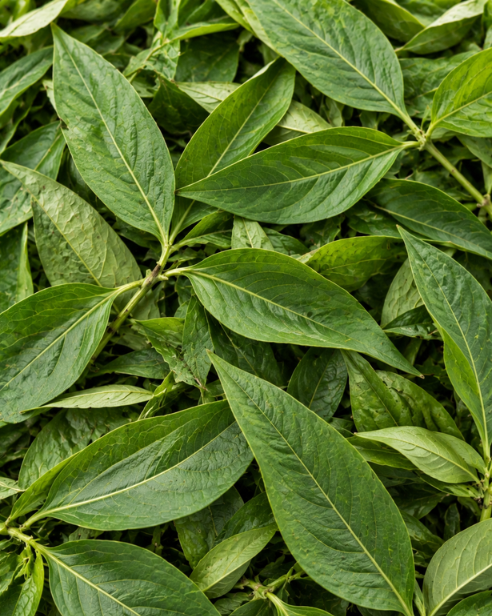 Adulsa Leaf