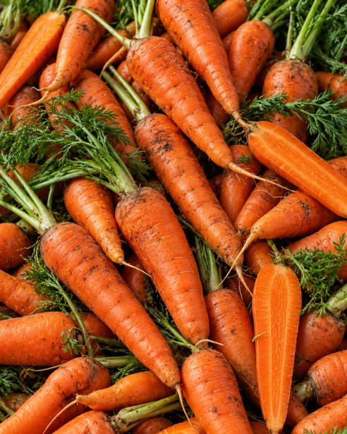 Carrot Root