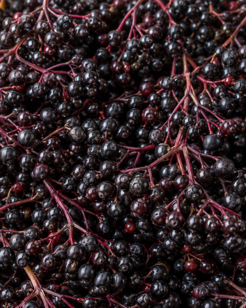 Elderberry