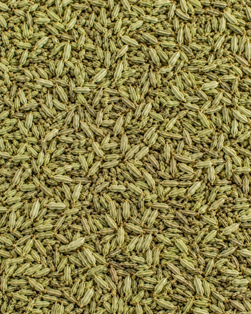 Fennel