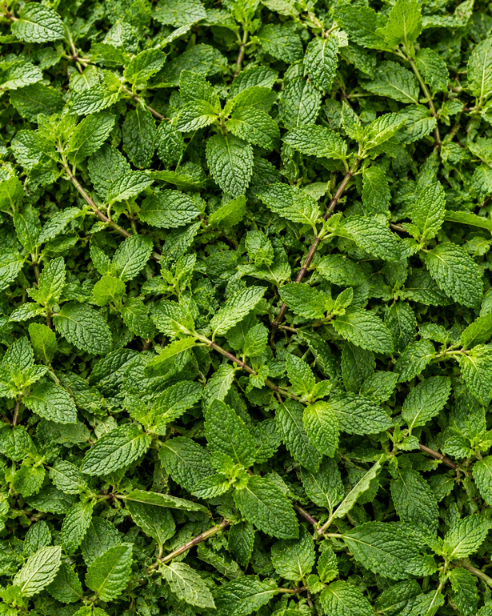 Peppermint