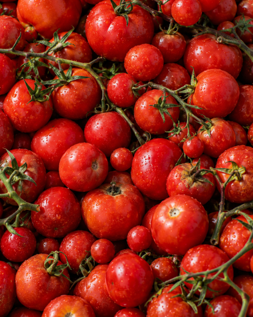 Tomato