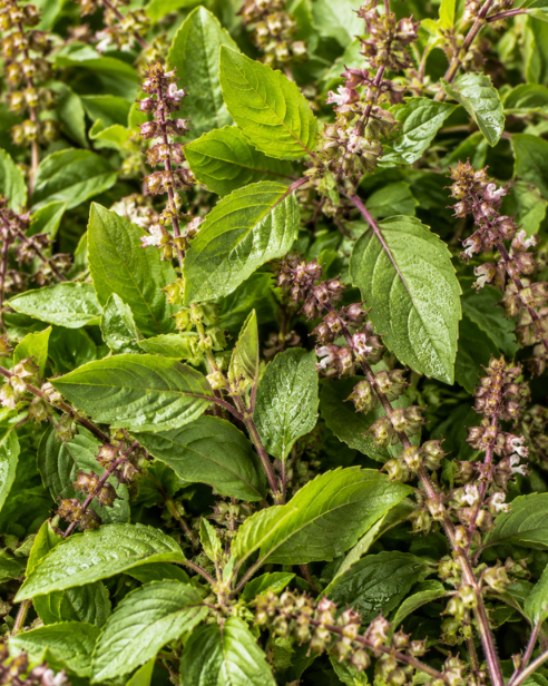 Holy Basil